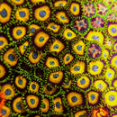 Scrambled Eggs Zoanthids - AED 15 Per Polyp