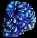 WWC Peppermint Stick Acan Lord - AED 100 Per Head