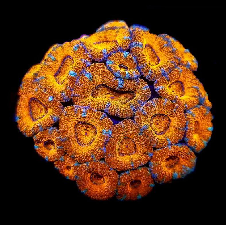 RF Painted Rain Acan Lord - AED 75 Per Head