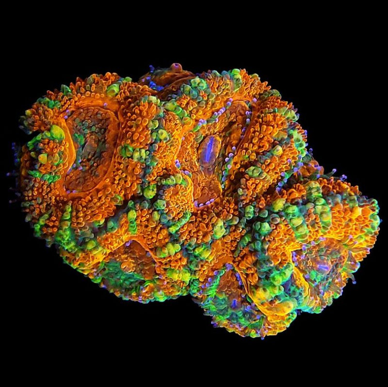 ASD Tangerine Plant Acan Lord - AED 75 Per Head