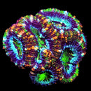 RF Sweet Tooth Acan Lord - AED 150 Per Head