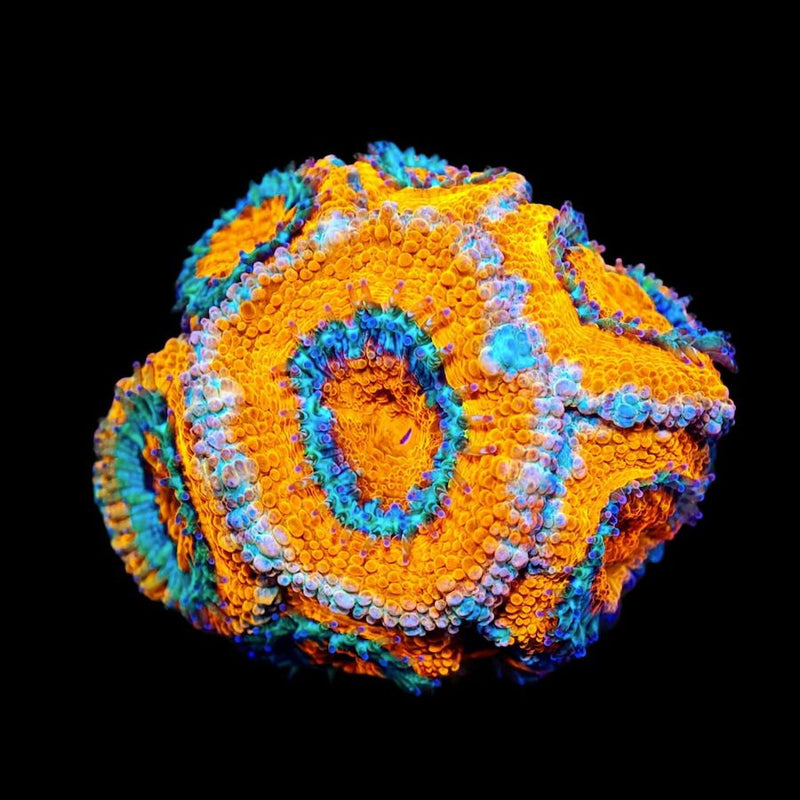 Savage Reef's Blue Swirl Acan Lord - AED 75 Per Head