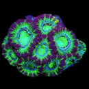 Savage Reef's Area 51 Acan Lord - AED 100 Per Head