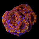 TCK Skittles Bomb Acan Lord - AED 100 Per Head