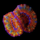 RF Raging Unicorn Acan Lord - AED 150 Per Head