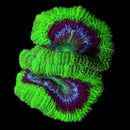 ASD UFO Acan Lord - AED 100 Per Head