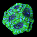 RF Biohazard Acan Lord - AED 100 Per Head