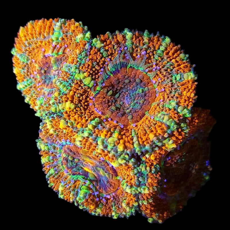 RF Solar Rainbow Inferno Acan Lord - AED 75 Per Head