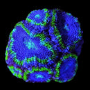 Riptide Mean Green Acan Lord - AED 100 Per Head