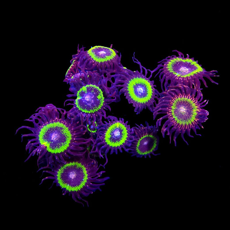 Pink Krakatoa Zoanthids - AED 185 Per Polyp