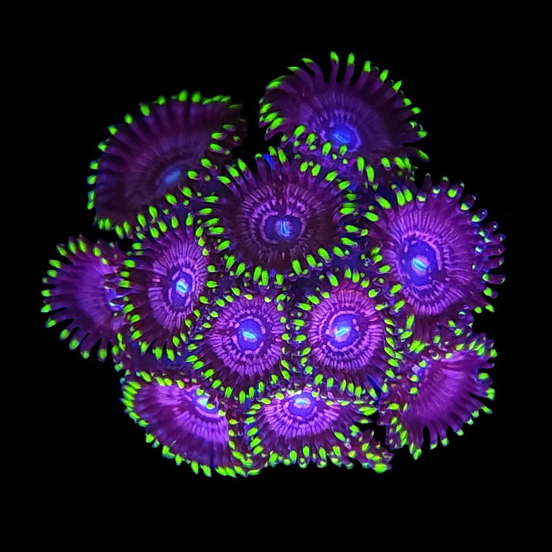 Psycho Jokers Zoanthids - AED 25 Per Polyp