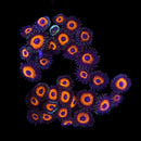 Eye of Sauron Zoanthids - AED 15 Per Polyp