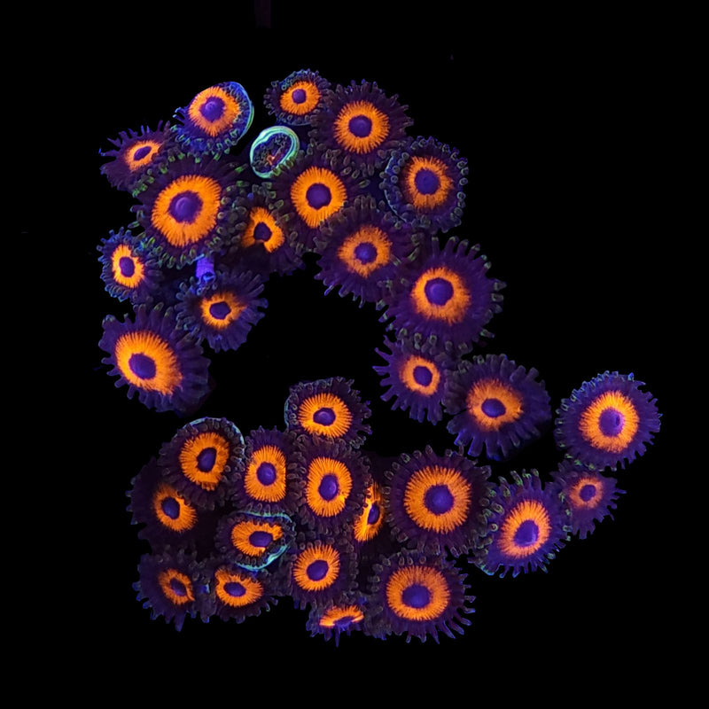 Eye of Sauron Zoanthids - AED 15 Per Polyp