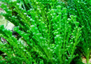 Caulerpa racemosa