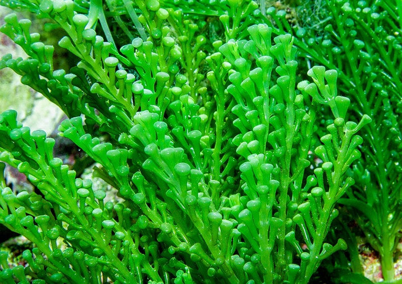 Caulerpa racemosa