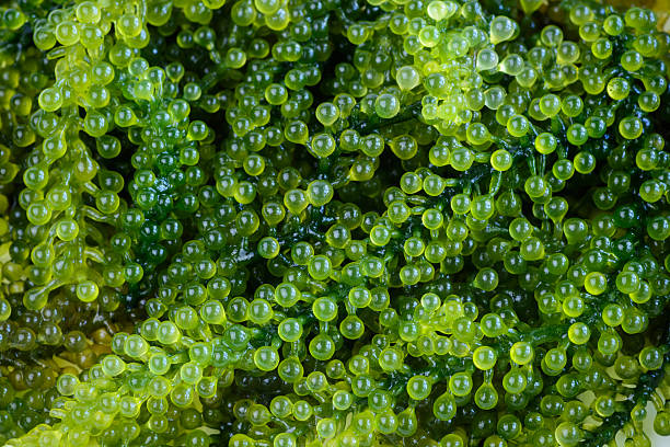 Caulerpa lintillifera