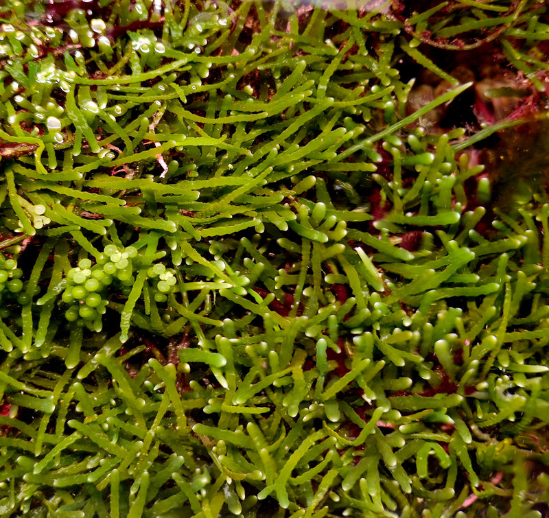 Caulerpa serrulata