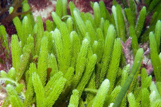 Caulerpa brownii