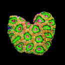 RF Orange Chameleon Indo Acan Lord - AED 450 per Head