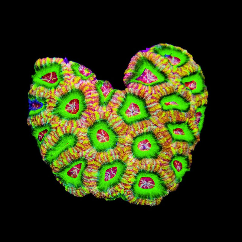 RF Orange Chameleon Indo Acan Lord - AED 450 per Head