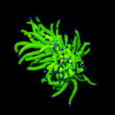 RF Holy Grail Torch (WYSIWYG) (Euphyllia glabrescens)