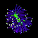 RF Aussie Joker Torch (Euphyllia glabrescens) - WYSIWYG