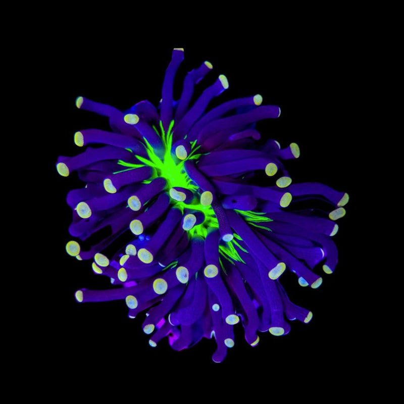 RF Aussie Joker Torch (Euphyllia glabrescens) - WYSIWYG