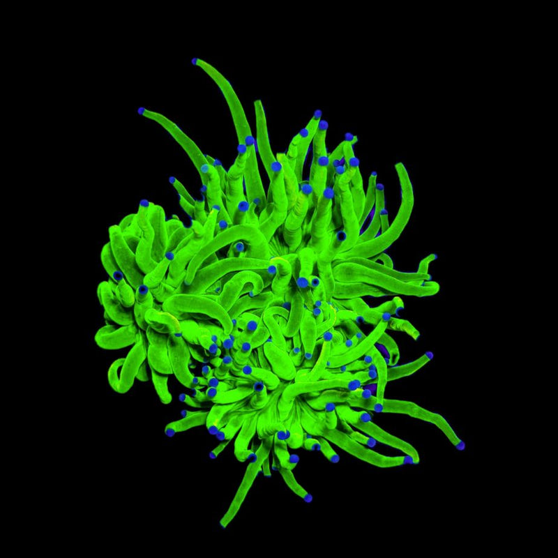 RF Ultra Holy Grail Torch (Euphyllia glabrescens) - WYSIWYG