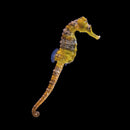 Longsnout Seahorse (Hippocampus reidi)