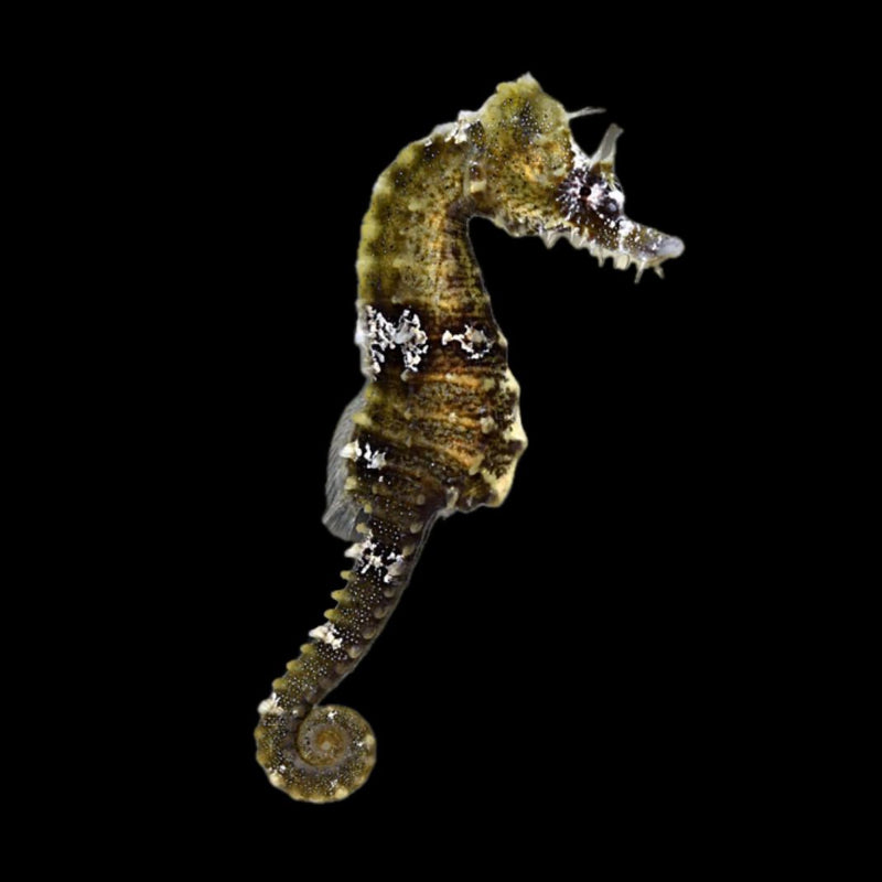 Lined Seahorse (Hippocampus erectus)