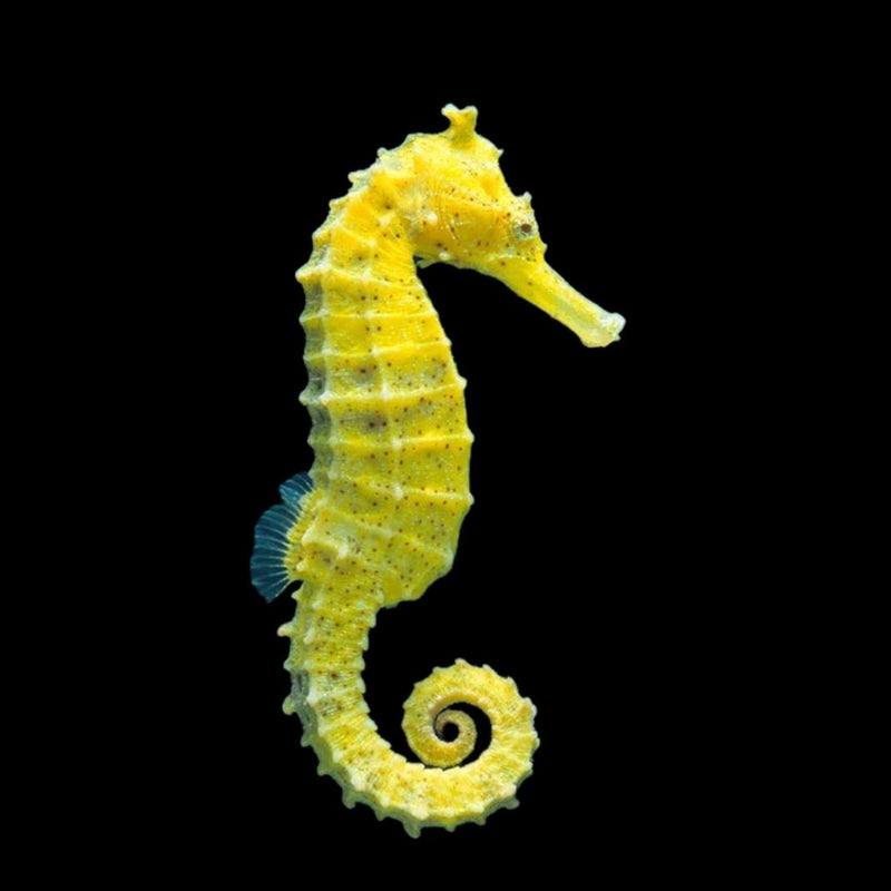 Spotted Seahorse (Hippocampus kuda)