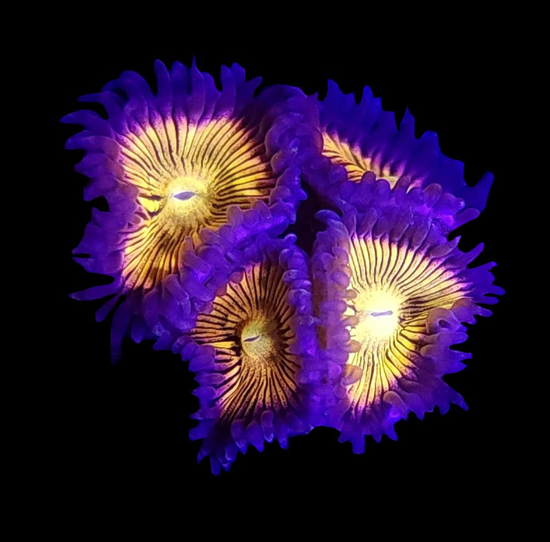 RF Lemonhead Zoanthids - AED 50 Per Polyp