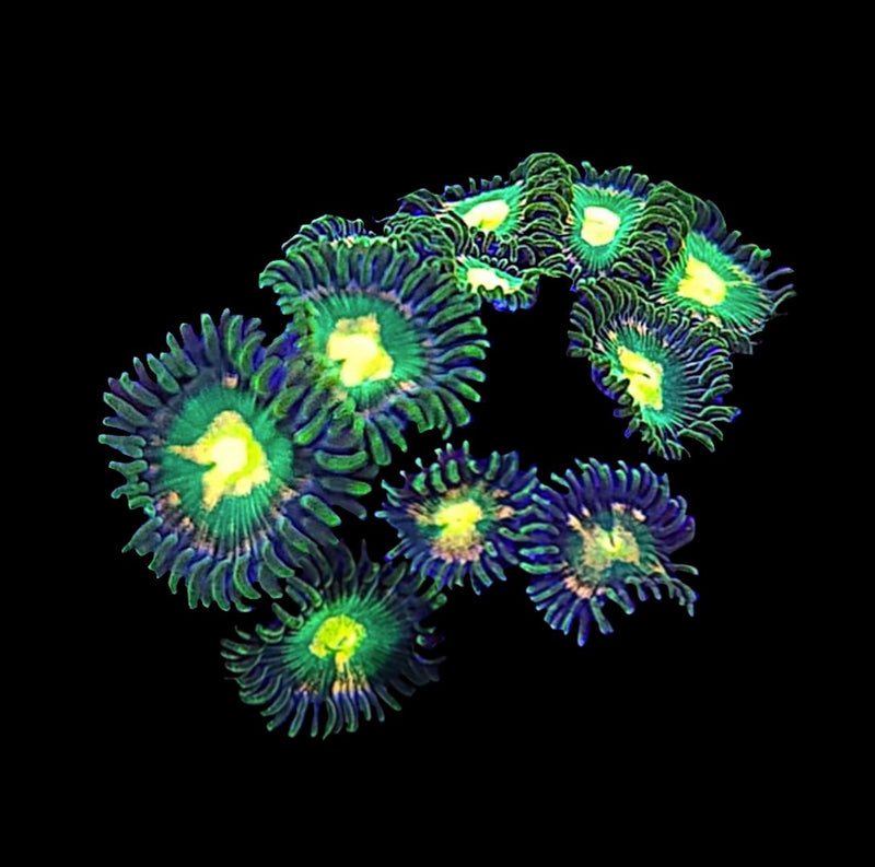 RF Jurassic Park Zoanthids - AED 35 Per Polyp