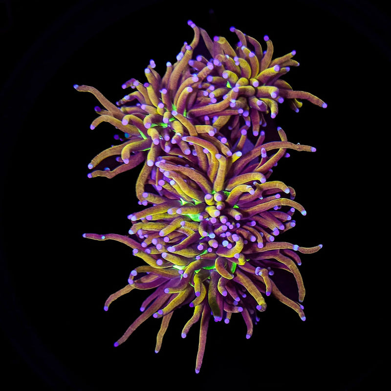 NY Knicks Torch  (Euphyllia glabrescens) - WYSIWYG