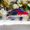 Exquisite Wrasse (Female) – Cirrhilabrus exquisitus