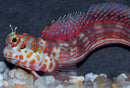 Orange Spotted Blenny (Blenniella chrysospilos)