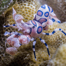 Harlequin Shrimp – Hymenocera picta