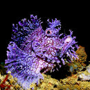 Weedy Scorpionfish (Rhinopias frondosa)
