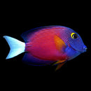 Whitetail Bristletooth Tang - Ctenochaetus flavicauda