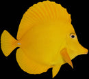 Yellow Tang Wild (Hawaiian) - Extra Large