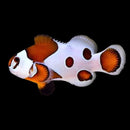 Orange Picasso Storm Clownfish (Amphiprion ocellaris)