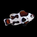 Mocha Picasso Storm Clownfish (Amphiprion ocellaris)