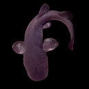 ORA Short Tailed Nurse Shark (Pseudoginglymostoma brevicaudatum)