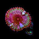 Palythoa Grandis - AED 200 Per Polyp