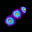 Panama Blue Zoanthids - AED 125 Per Polyp