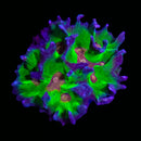 RF Pectinia - WYSIWYG