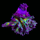 RF Pectinia - WYSIWYG