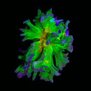 RF Pectinia - WYSIWYG