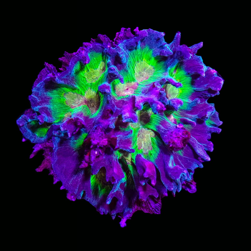 RF Pectinia - WYSIWYG