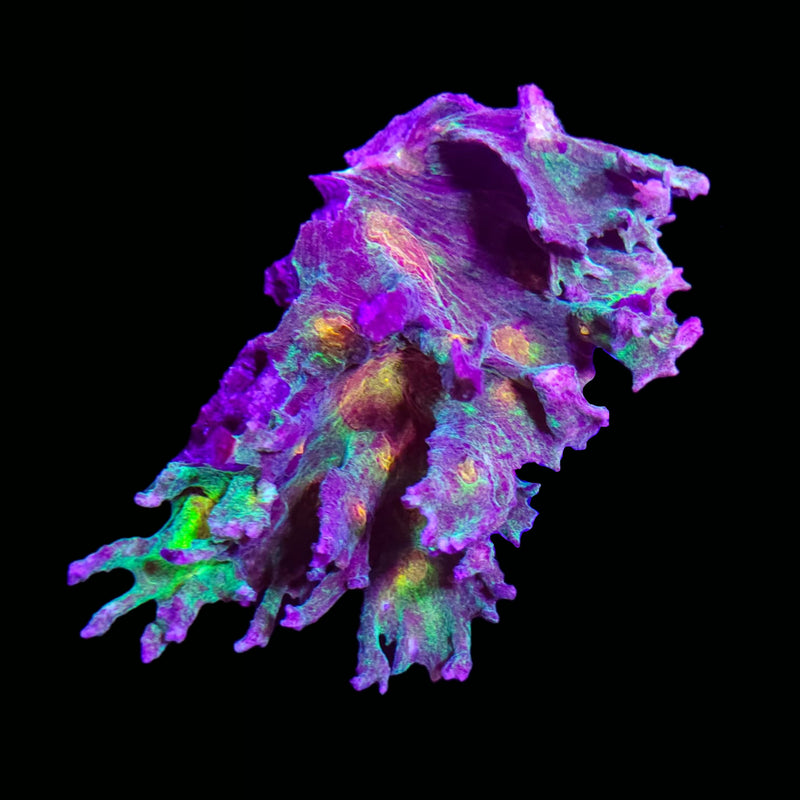 RF Pectinia - WYSIWYG